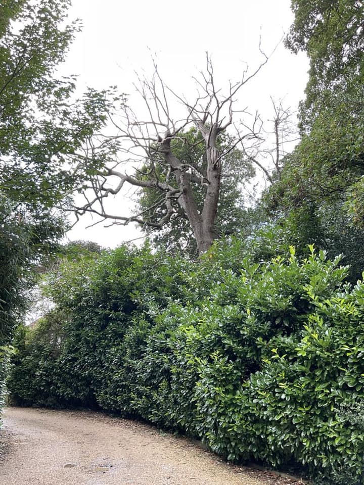 Dead Oak tree removal inside Laurel hedging.
