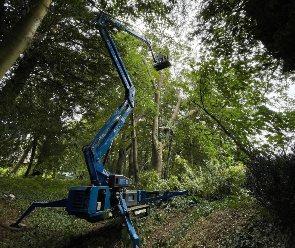 dangerous tree removal in Lymington.